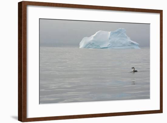 Antarctica. Charlotte Bay. Antarctic Shag and an Iceberg-Inger Hogstrom-Framed Photographic Print