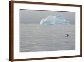 Antarctica. Charlotte Bay. Antarctic Shag and an Iceberg-Inger Hogstrom-Framed Photographic Print