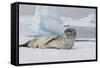 Antarctica. Charlotte Bay. Leopard Seal Sleeping on an Ice Floe-Inger Hogstrom-Framed Stretched Canvas
