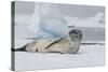 Antarctica. Charlotte Bay. Leopard Seal Sleeping on an Ice Floe-Inger Hogstrom-Stretched Canvas