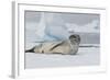 Antarctica. Charlotte Bay. Leopard Seal Sleeping on an Ice Floe-Inger Hogstrom-Framed Photographic Print