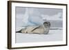 Antarctica. Charlotte Bay. Leopard Seal Sleeping on an Ice Floe-Inger Hogstrom-Framed Photographic Print