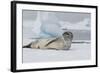 Antarctica. Charlotte Bay. Leopard Seal Sleeping on an Ice Floe-Inger Hogstrom-Framed Photographic Print