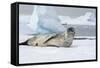 Antarctica. Charlotte Bay. Leopard Seal Sleeping on an Ice Floe-Inger Hogstrom-Framed Stretched Canvas