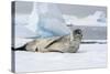 Antarctica. Charlotte Bay. Leopard Seal Sleeping on an Ice Floe-Inger Hogstrom-Stretched Canvas