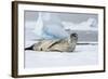 Antarctica. Charlotte Bay. Leopard Seal Sleeping on an Ice Floe-Inger Hogstrom-Framed Photographic Print