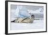 Antarctica. Charlotte Bay. Leopard Seal Sleeping on an Ice Floe-Inger Hogstrom-Framed Photographic Print