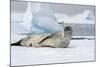 Antarctica. Charlotte Bay. Leopard Seal Sleeping on an Ice Floe-Inger Hogstrom-Mounted Photographic Print