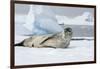 Antarctica. Charlotte Bay. Leopard Seal Sleeping on an Ice Floe-Inger Hogstrom-Framed Photographic Print