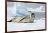 Antarctica. Charlotte Bay. Leopard Seal Sleeping on an Ice Floe-Inger Hogstrom-Framed Photographic Print