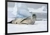 Antarctica. Charlotte Bay. Leopard Seal Sleeping on an Ice Floe-Inger Hogstrom-Framed Photographic Print