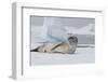 Antarctica. Charlotte Bay. Leopard Seal Sleeping on an Ice Floe-Inger Hogstrom-Framed Photographic Print