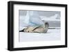 Antarctica. Charlotte Bay. Leopard Seal Sleeping on an Ice Floe-Inger Hogstrom-Framed Photographic Print