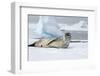 Antarctica. Charlotte Bay. Leopard Seal Sleeping on an Ice Floe-Inger Hogstrom-Framed Photographic Print