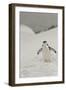 Antarctica, Chinstrap, Penguin-George Theodore-Framed Photographic Print