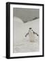 Antarctica, Chinstrap, Penguin-George Theodore-Framed Photographic Print