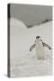 Antarctica, Chinstrap, Penguin-George Theodore-Stretched Canvas