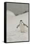 Antarctica, Chinstrap, Penguin-George Theodore-Framed Stretched Canvas