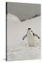 Antarctica, Chinstrap, Penguin-George Theodore-Stretched Canvas
