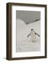 Antarctica, Chinstrap, Penguin-George Theodore-Framed Photographic Print