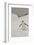 Antarctica, Chinstrap, Penguin-George Theodore-Framed Photographic Print