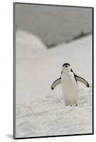 Antarctica, Chinstrap, Penguin-George Theodore-Mounted Photographic Print