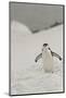 Antarctica, Chinstrap, Penguin-George Theodore-Mounted Photographic Print