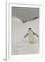 Antarctica, Chinstrap, Penguin-George Theodore-Framed Photographic Print