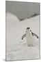 Antarctica, Chinstrap, Penguin-George Theodore-Mounted Photographic Print