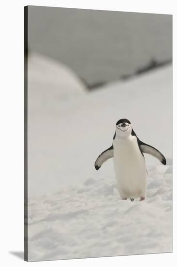 Antarctica, Chinstrap, Penguin-George Theodore-Stretched Canvas