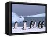 Antarctica, colony of adelie penguins-Frans Lemmens-Framed Stretched Canvas