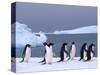 Antarctica, colony of adelie penguins-Frans Lemmens-Stretched Canvas