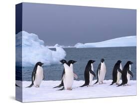 Antarctica, colony of adelie penguins-Frans Lemmens-Stretched Canvas