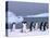 Antarctica, colony of adelie penguins-Frans Lemmens-Stretched Canvas