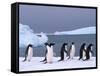 Antarctica, colony of adelie penguins-Frans Lemmens-Framed Stretched Canvas