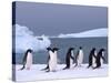 Antarctica, colony of adelie penguins-Frans Lemmens-Stretched Canvas