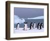 Antarctica, colony of adelie penguins-Frans Lemmens-Framed Photographic Print