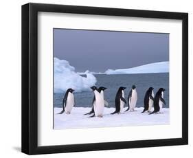 Antarctica, colony of adelie penguins-Frans Lemmens-Framed Photographic Print