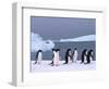 Antarctica, colony of adelie penguins-Frans Lemmens-Framed Photographic Print