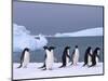 Antarctica, colony of adelie penguins-Frans Lemmens-Mounted Photographic Print
