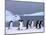 Antarctica, colony of adelie penguins-Frans Lemmens-Mounted Photographic Print