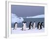 Antarctica, colony of adelie penguins-Frans Lemmens-Framed Photographic Print