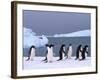 Antarctica, colony of adelie penguins-Frans Lemmens-Framed Photographic Print