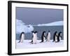 Antarctica, colony of adelie penguins-Frans Lemmens-Framed Photographic Print