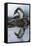 Antarctica, Cuverville Island, Gentoo Penguin and reflection.-Paul Souders-Framed Stretched Canvas