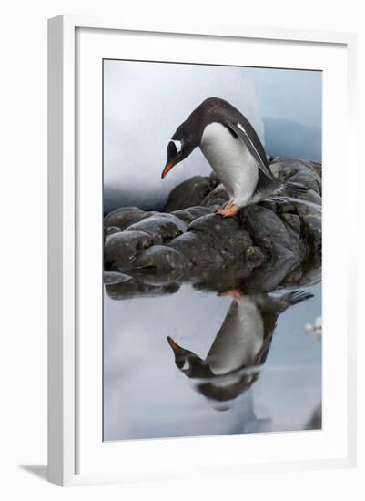 Antarctica, Cuverville Island, Gentoo Penguin and reflection.-Paul Souders-Framed Photographic Print