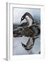 Antarctica, Cuverville Island, Gentoo Penguin and reflection.-Paul Souders-Framed Photographic Print