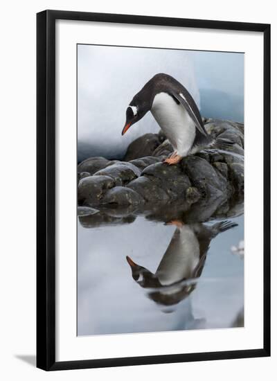 Antarctica, Cuverville Island, Gentoo Penguin and reflection.-Paul Souders-Framed Photographic Print