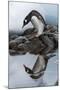 Antarctica, Cuverville Island, Gentoo Penguin and reflection.-Paul Souders-Mounted Photographic Print