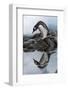 Antarctica, Cuverville Island, Gentoo Penguin and reflection.-Paul Souders-Framed Photographic Print